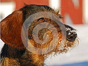 Coarse-haired dachshund