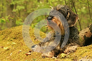 Coarse haired dachshund