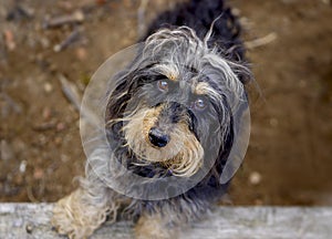 Coarse haired dachshund