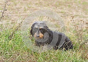 Coarse haired dachshund