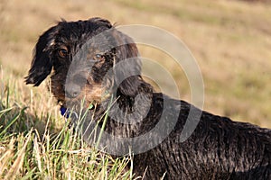 Coarse-haired dachshund in the gras.