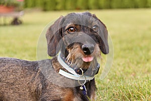 A coarse-haired dachshund looking into the distance.