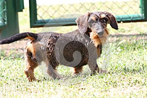Coarse haired dachshund