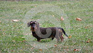 Coarse haired dachshund