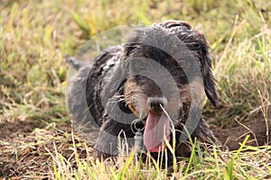 Coarse-haired dachshund with tongue sticking out.