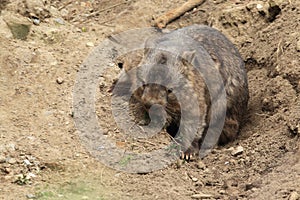 Coarse-haired wombat