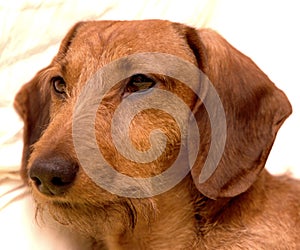 Coarse hired dachshund photo