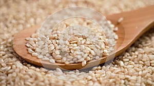 Coarse unprocessed chinese brown rice in wooden spoon close up.