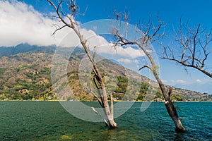 Coast of Atitlan lake, Guatemala. Rising levels of this lake causing submersion of tree