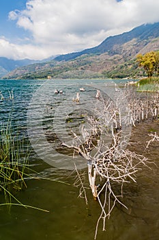 Coast of Atitlan lake, Guatemala. Rising levels of this lake causing submersion of tree