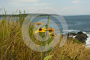 Coast of the Atlantic Ocean. Cliffs overgrown with wild flowers. USA. Maine