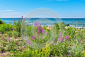 Coast of Baltic Sea. Estonia