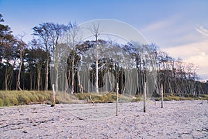 On the coast of the Baltic Sea. Forest, behind the dunes on the sandy beach. Nature