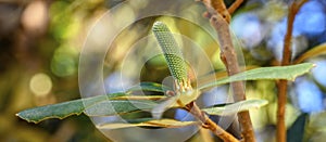 Coast Banksia