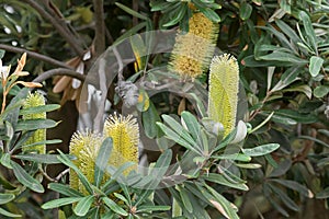 Coast Banksia tree with yellow flower spikes grown in the east c