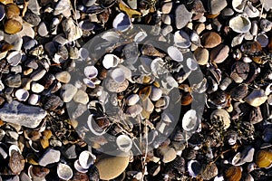 Coast, beach full of sea shells