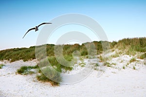 Coast and beach - Jutland, Denmark. Beach and ocean - Jutland, West Coast, Denmark.