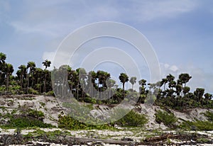 Coast of the Caribbean Sea with tropical vegetation. Tulum, Quintana Roo, Mexico