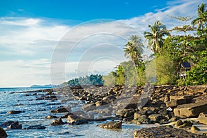 Coast and coconut tree on island and sea