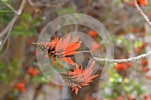 Coast coral tree Erythrina caffra, some scarlet-red flowers