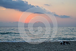 Coast. Early morning. Dog sleeping on the beach. Greece