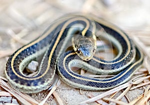 Coast Garter Snake coiled in defense posture