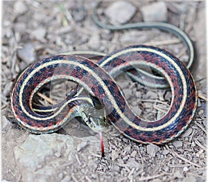 Coast Gartersnake - Thamnophis elegans terrestris