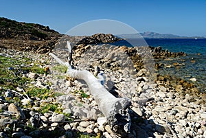 The coast of Golfo Aranci