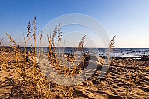 Coast of the Gulf of Finland in St. Petersburg