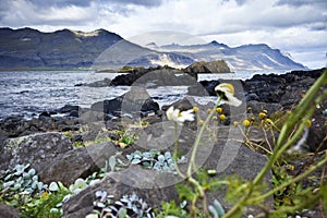 Coast in Iceland