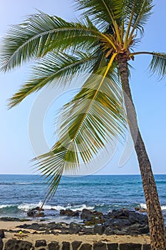 Coast of Kailua-Kona with Palm