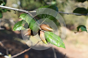 Coast Live Oak Acorns Close Up