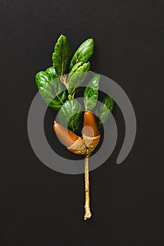 Coast live oak branch with acorns and green leaves, close-up isolated on black background