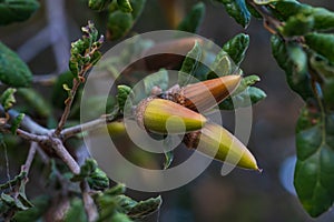 Coast Live Oak (Quercus agrifolia) seeds close-up on a tree branch. Oak tree acorn close-up