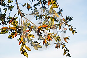 Coast Live Oak (Quercus agrifolia) seeds close-up on a tree branch. Oak tree acorns close-up with a blue sky background