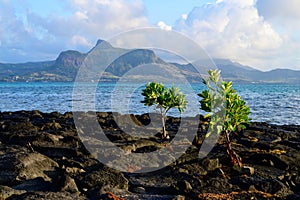 Coast of Mauritius near Mahebourg