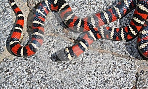 Coast Mountain Kingsnake Lampropeltis multifasciata above view