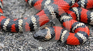 Coast Mountain Kingsnake Lampropeltis multifasciata c close up