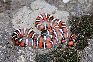 Coast Mountain Kingsnake Lampropeltis multifasciata coiled