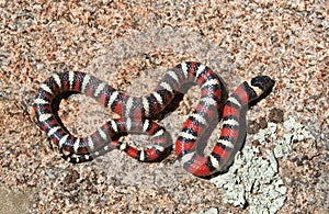 Coast Mountain Kingsnake Lampropeltis multifasciata with forest backroud bids-eye view