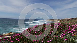 The coast of the ocean overgrown with pink tropical flowers. Seascape with blue cloudy sky.