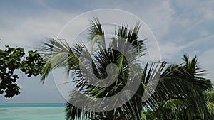 Coast with palm trees, white sand and turquoise ocean.