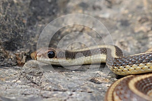 Coast Patch Nose Snake Salvadora hexalepis virgultea