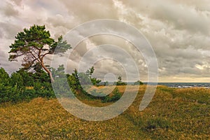 Coast with a pine Baltic in Estonia in the evening