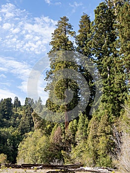 Coast Redwood Grove along Riverbank