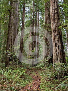 Coast Redwood Grove, California Forest