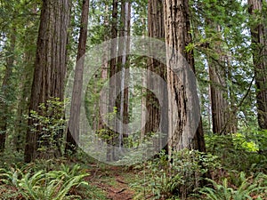 Coast Redwood Grove, California Forest