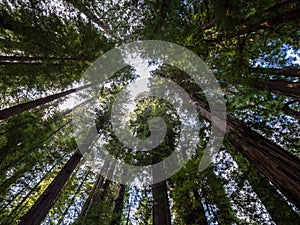 Coast Redwood Grove Canopy, Low Angle Looking Up