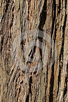 Coast redwood tree bark from Muir Woods