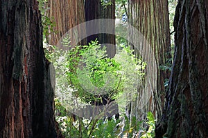 Coast Redwood Trees, Sequoia Sempervirens, at Big Tree Wayside, Redwoods National Park, California photo